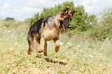 BERGER ALLEMAND 245